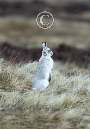 Mountain or Blue Hare DM0740